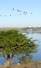 Bodega Bay